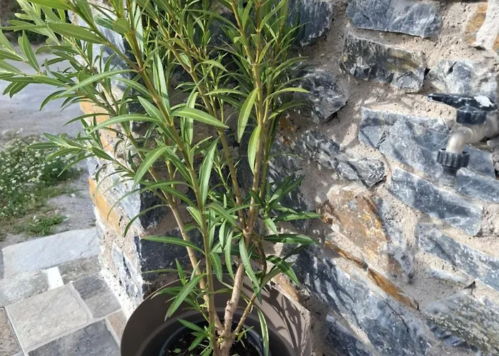 Fermina Kaga Kythnosuites Apartment Mérichas