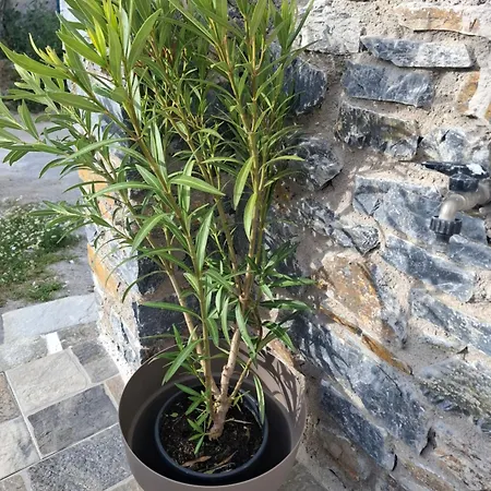 Fermina Kaga Kythnosuites Διαμέρισμα Μέριχας